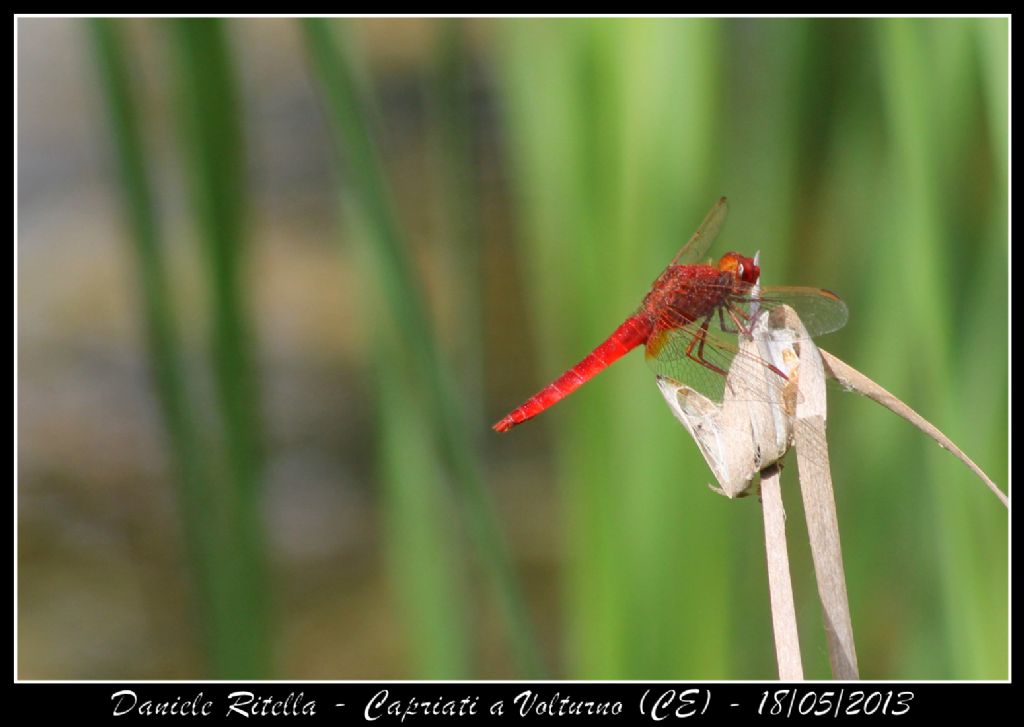 Ident. libellula 3 - Capriati a Volturno (CE)